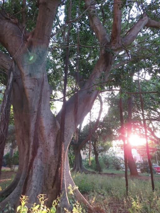 Relax Nel Verde- Giodapi Palm Palermo Dış mekan fotoğraf