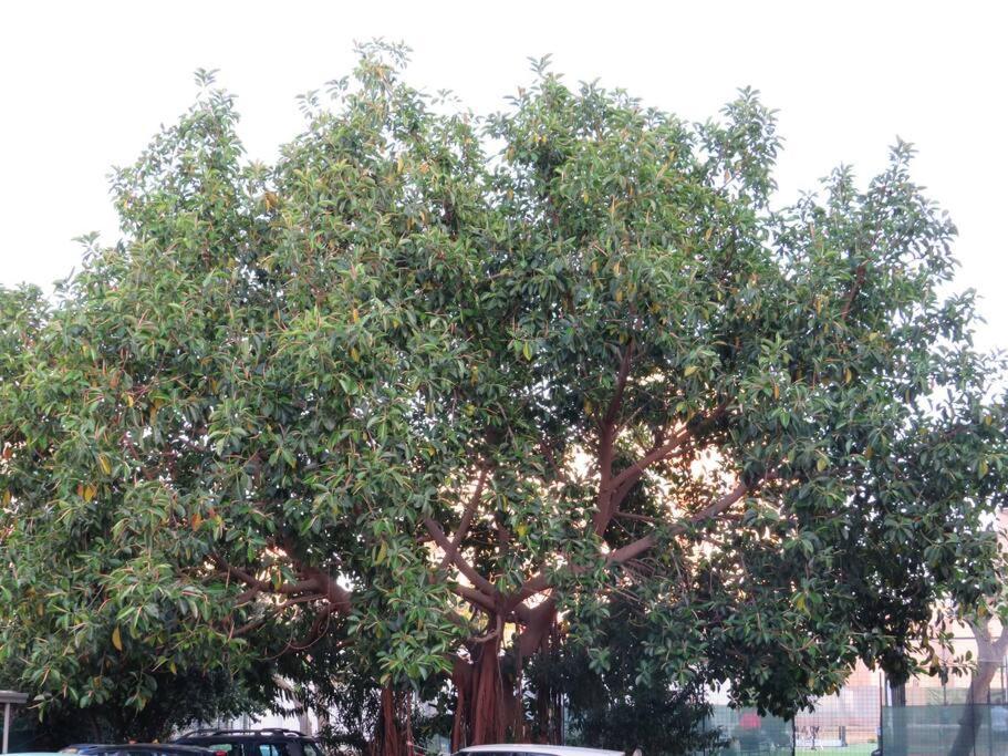 Relax Nel Verde- Giodapi Palm Palermo Dış mekan fotoğraf
